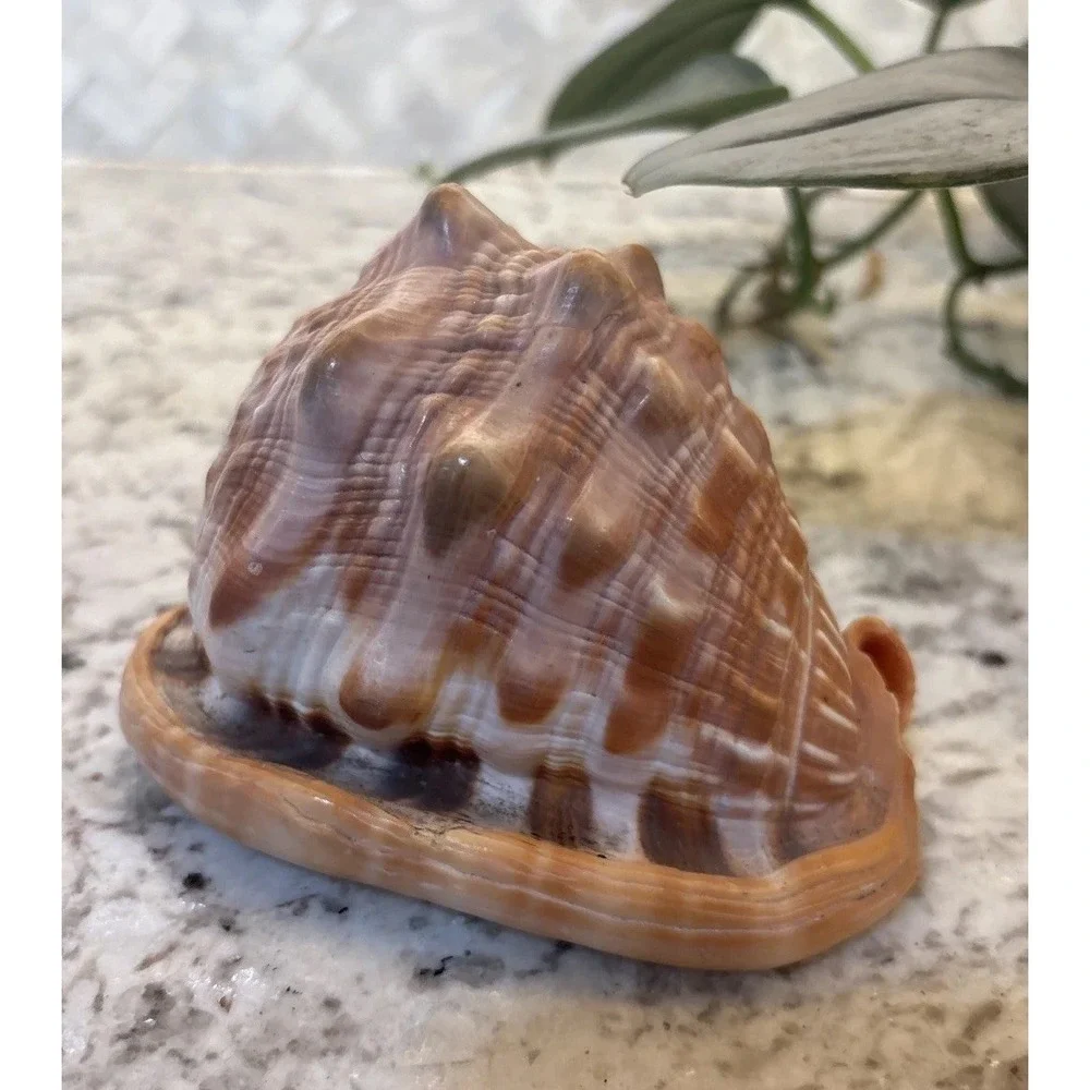 Natural Bullmouth Helmet Bull's Mouth Conch Shell Cypraecassis Rufa Tank‎ Decor